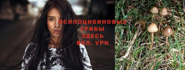 прущие грибы Алексеевка